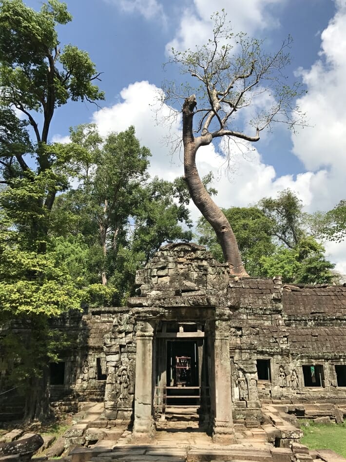 Ta Prohm Siem Reap 3 Ta Prohm Siem Reap 3