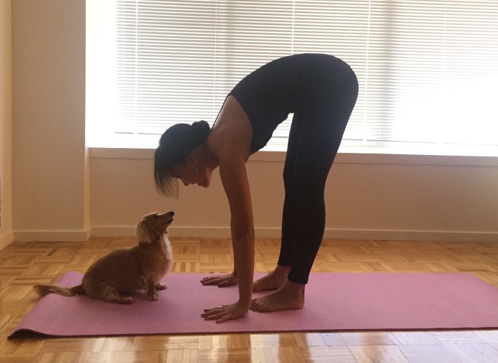 yoga with dogs Yoga, Wine & Travel