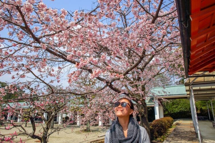 Cherry blossoms at Ryozen Kannon in Kyoto Japan