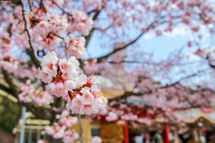 Cherry blossoms in Kyoto Japan