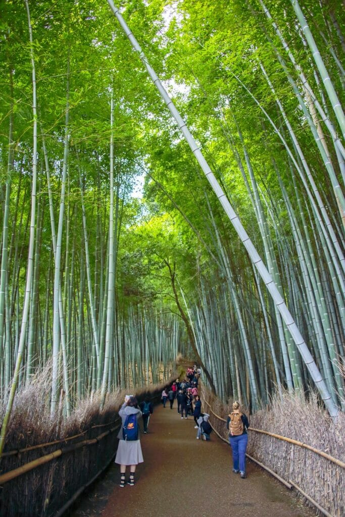 People walking through Arashiyama Bamboo Forest in Kyoto Japan