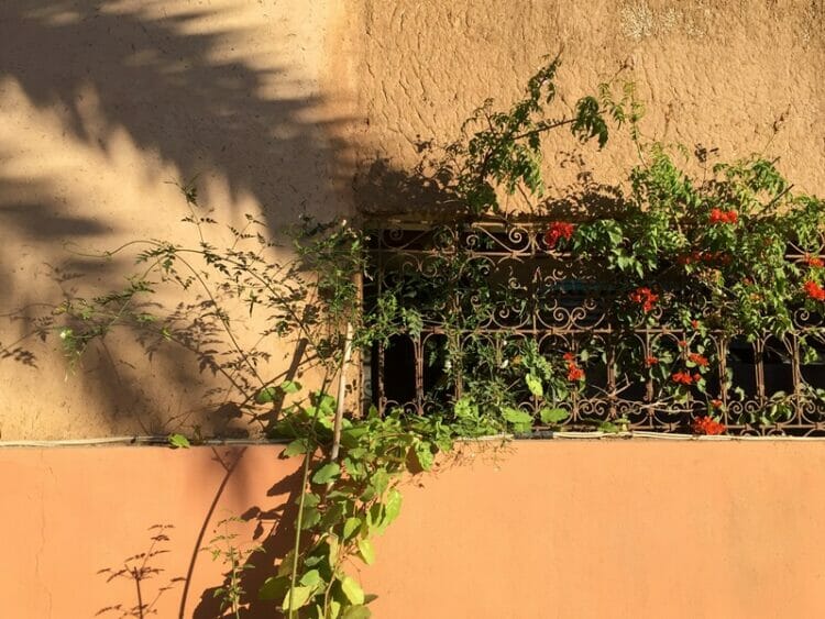 Flowers in Marrakech Morocco
