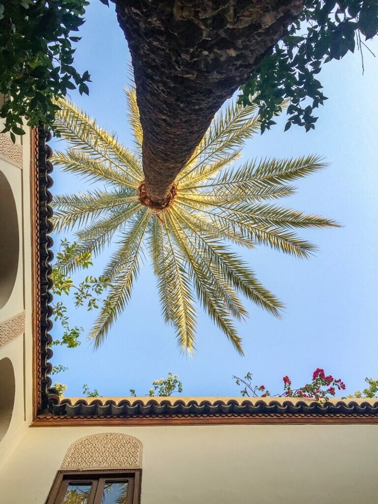 Palm trees in Marrakech Morocco