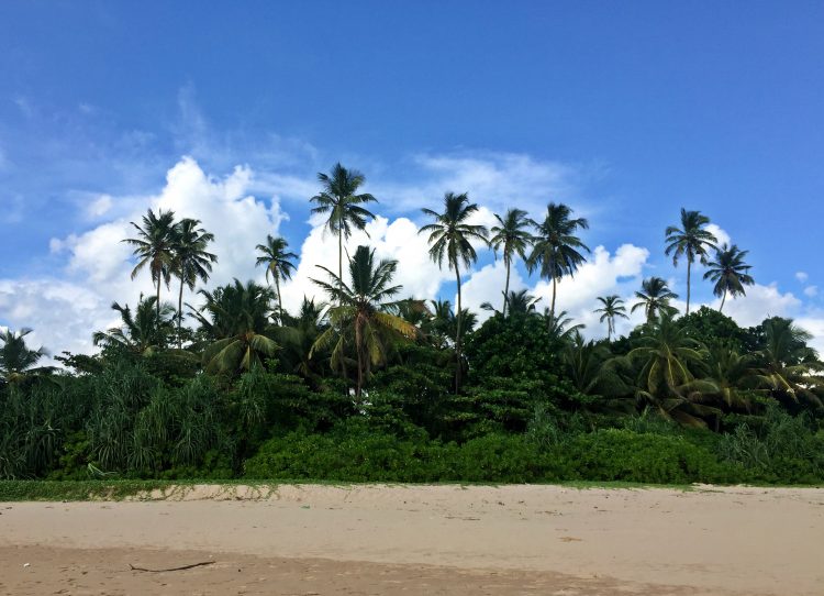 Sri Lanka palm trees