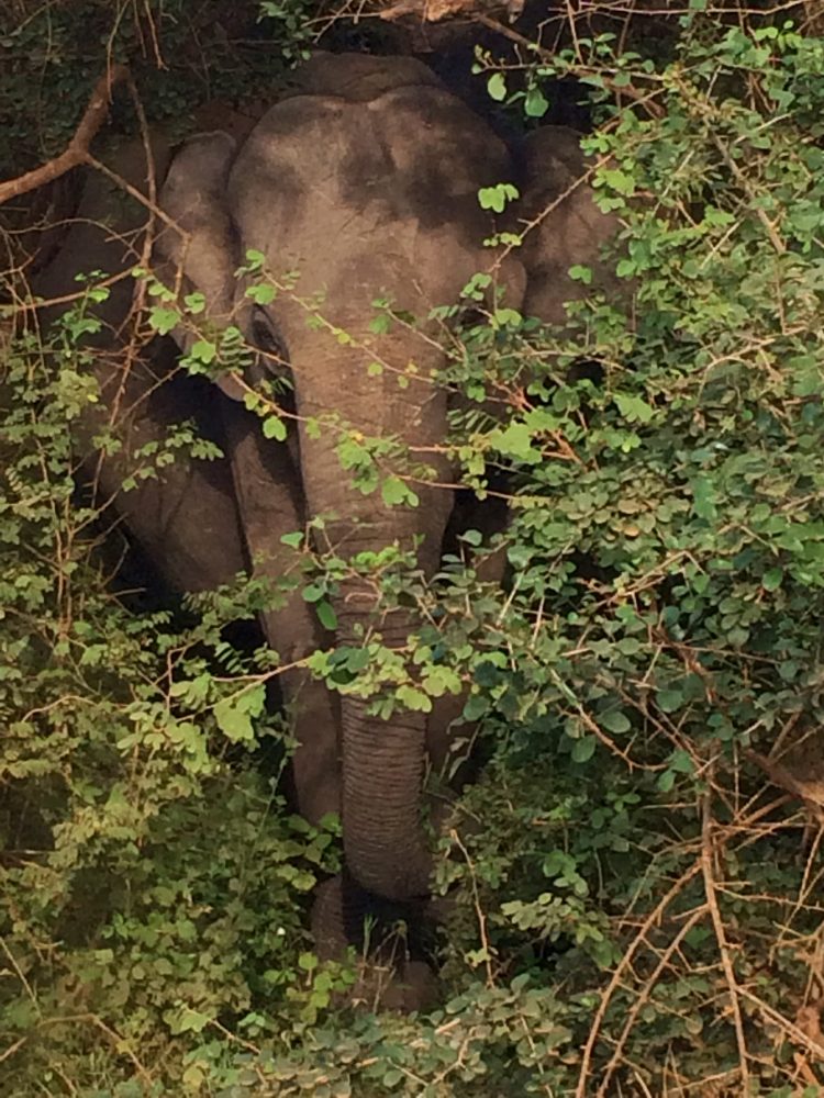 Elephant in Yala National Park Sri Lanka