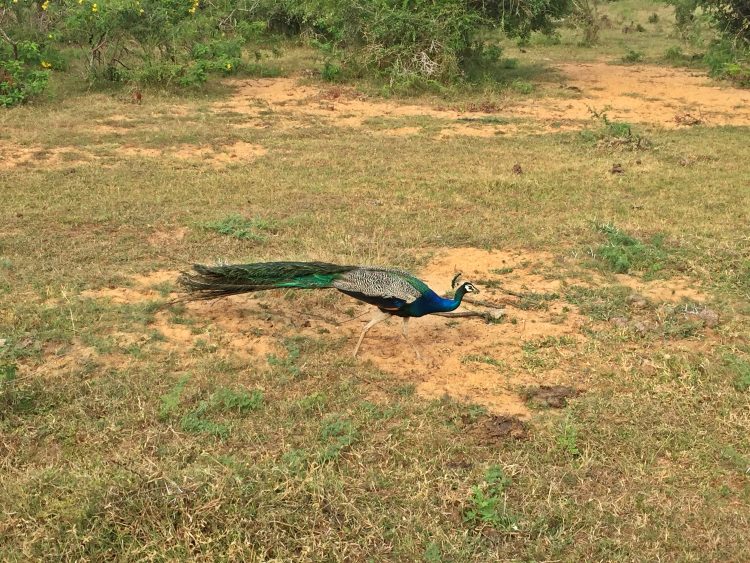 Yala National Park Yala National Park