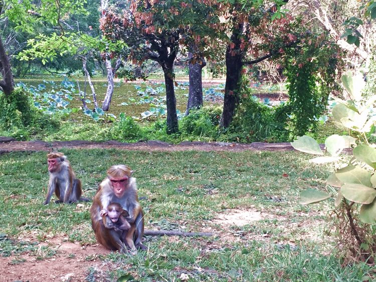 Monkeys on the grounds at Sigiriya in Sri Lanka
