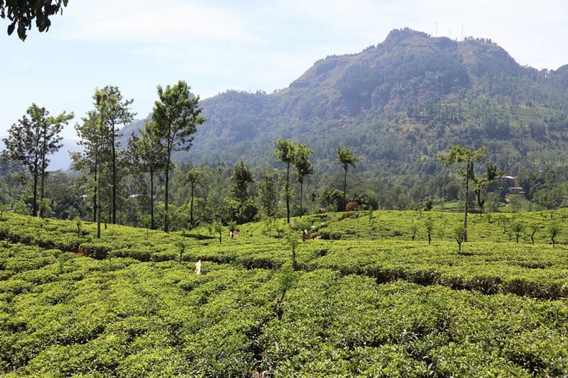 Tea plantation in Nuwara Eliya Sri Lanka