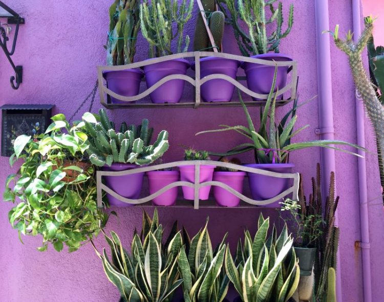 Purple wall and succulents in Burano Italy