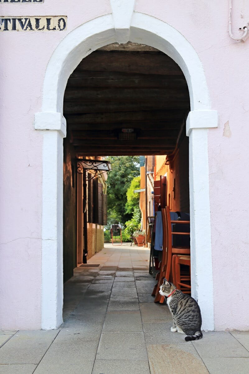 Cat in doorway on Burano Isle in Italy