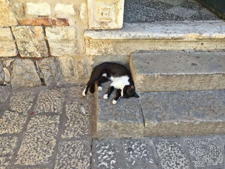 Cat sleeping in Dubrovnik Old Town 
