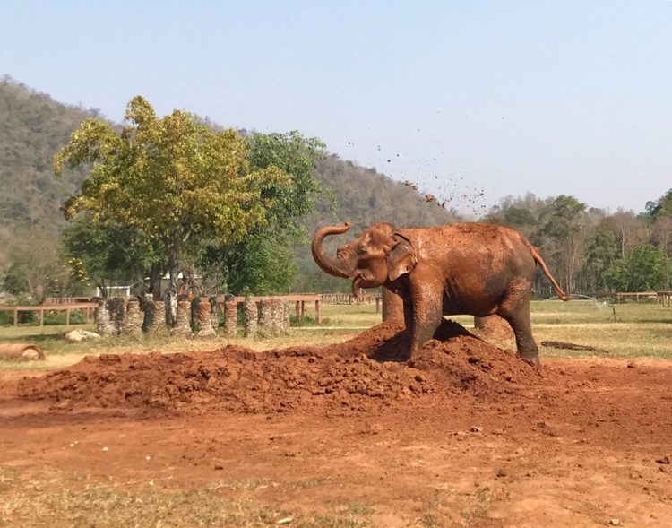 Elephants at elephant sanctuary in Chiang Mai Thailand
