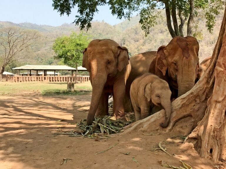 Elephant Sanctuaries, Orphanages and Parks Around the World That You Should Visit