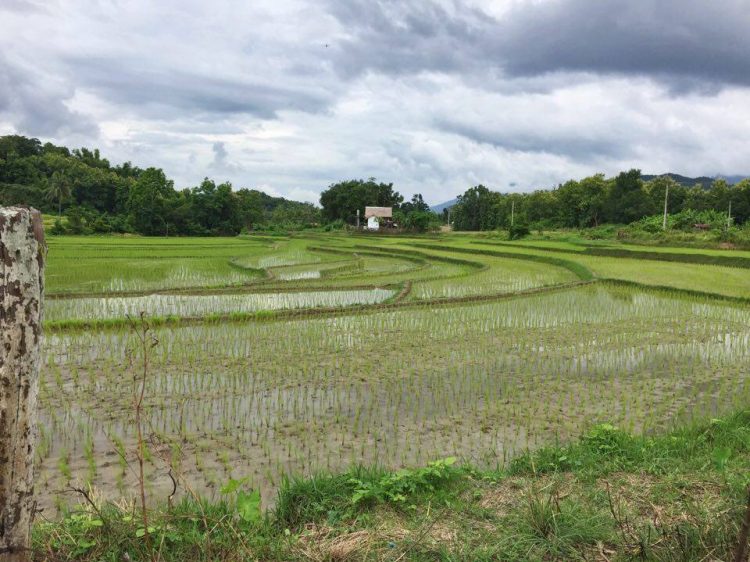 Rice paddies on the way to Kuang Si Falls in Luang Prabang Laos