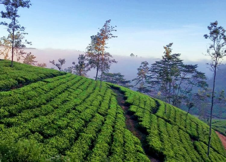 Tea plantations from a train in Sri Lanka