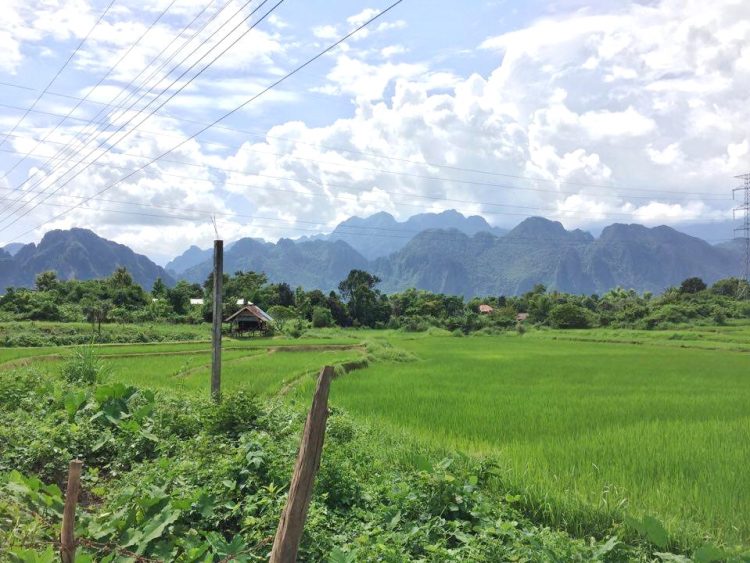 Vang Vieng rice paddies