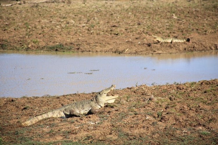 Crocodiles in Yala National Park Sri Lanka