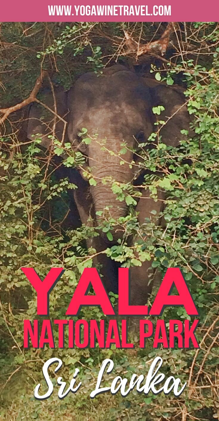 Elephant in Yala National Park in Sri Lanka with text overlay