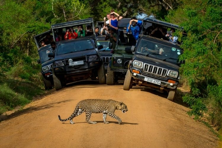 Leopard in Yala National Park surrounded by safari jeeps