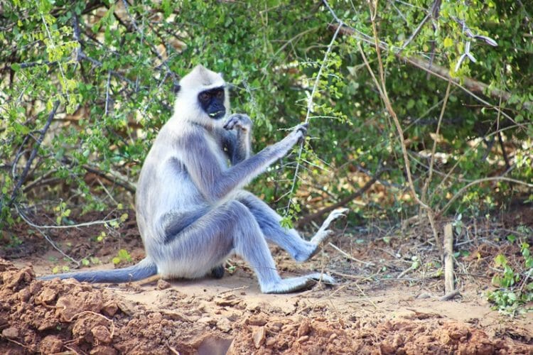 Monkey in Yala National Park Sri Lanka