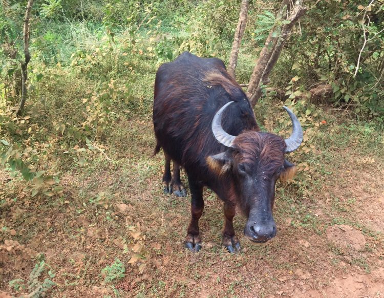 yala-national-park-1 yala-national-park-1