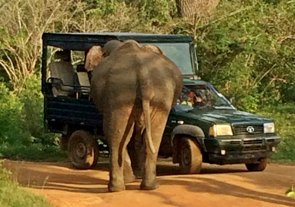 Elephant putting tusks through jeep in Yala National Park Sri Lanka