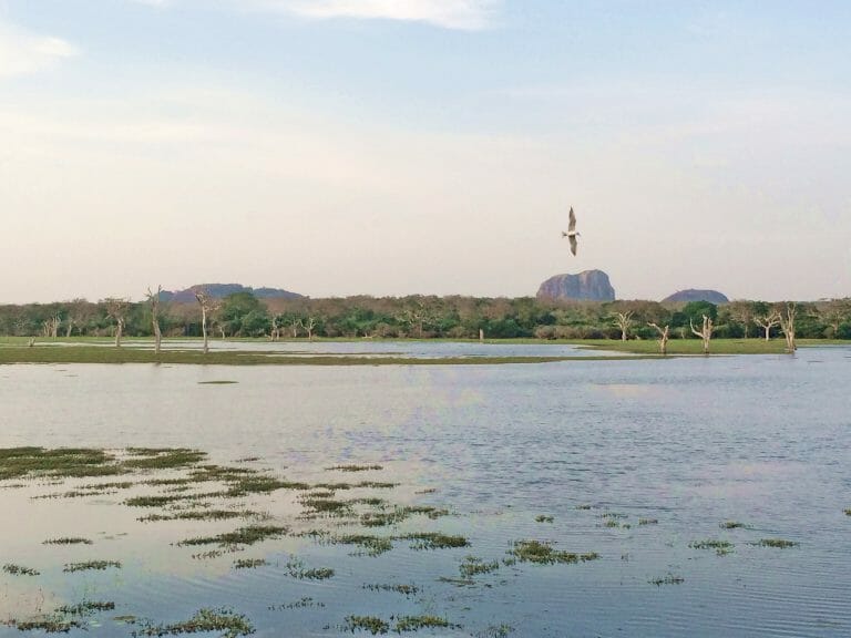 yala-national-park-4 yala-national-park-4