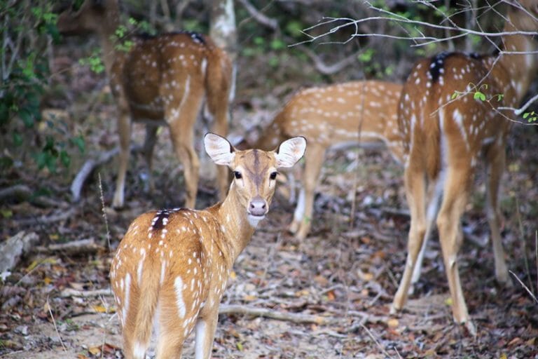 Yala National Park Sri Lanka deer