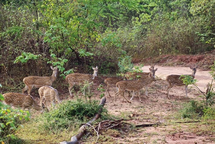 Yala National Park Sri Lanka deer