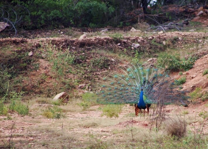 Peacock in Yala National Park in Sri Lanka