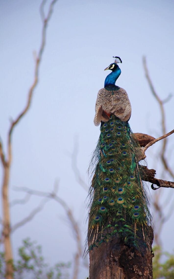 Yala National Park Sri Lanka peacock