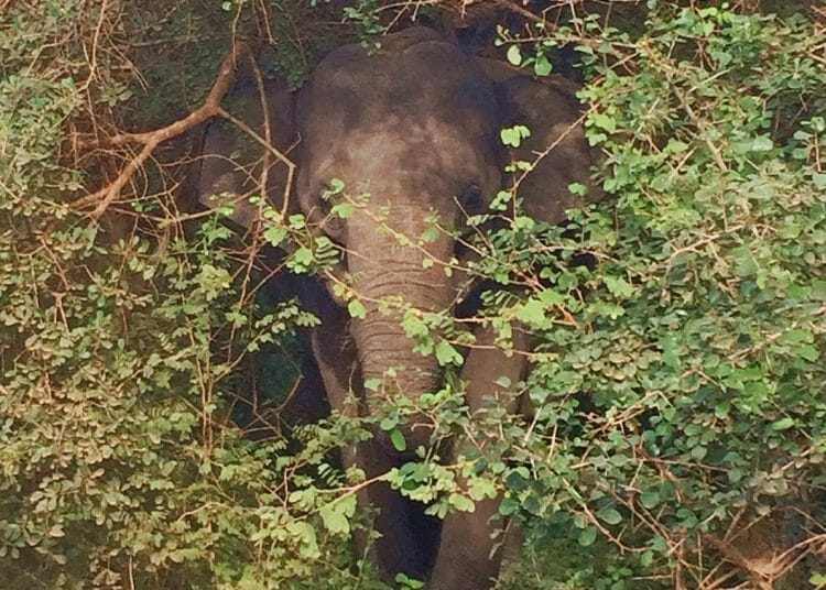Elephant hiding in shrub at Yala National Park