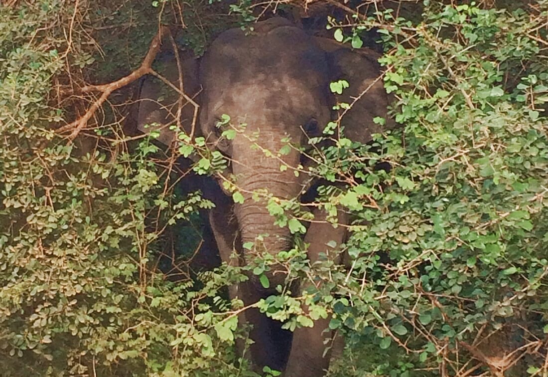 Elephant hiding in shrub at Yala National Park