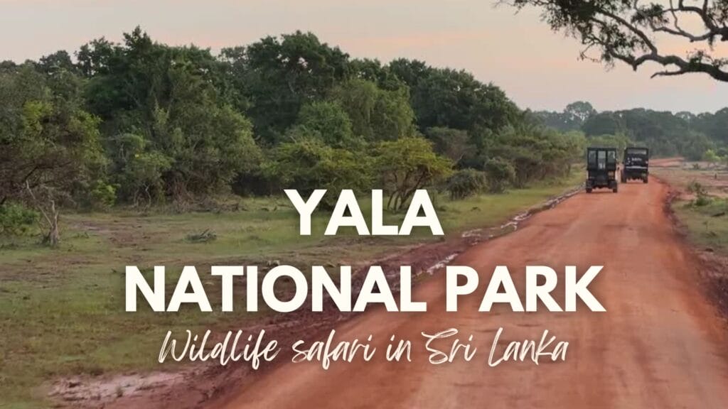 Yala National Park in Sri Lanka video thumbnail