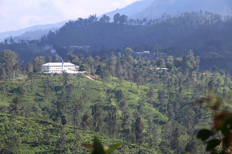 Tea plantation in Ella Sri Lanka