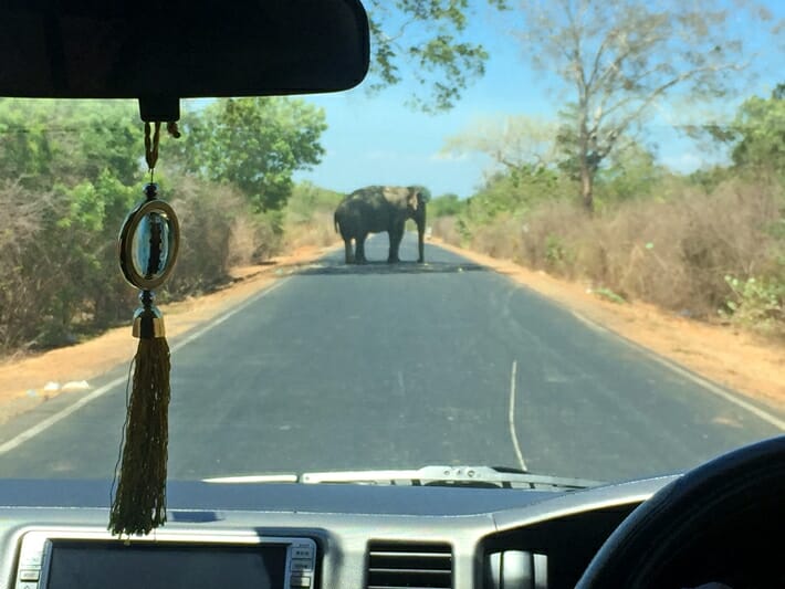 Elephant in the middle of the road in Sri Lanka