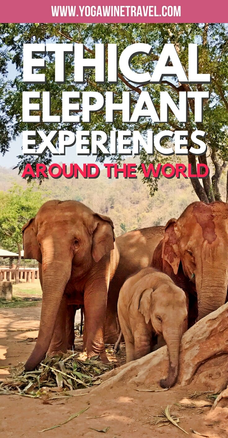Elephants at elephant sanctuary in Thailand with text overlay