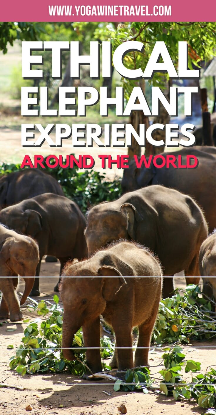 Orphaned elephants in Sri Lanka with text overlay