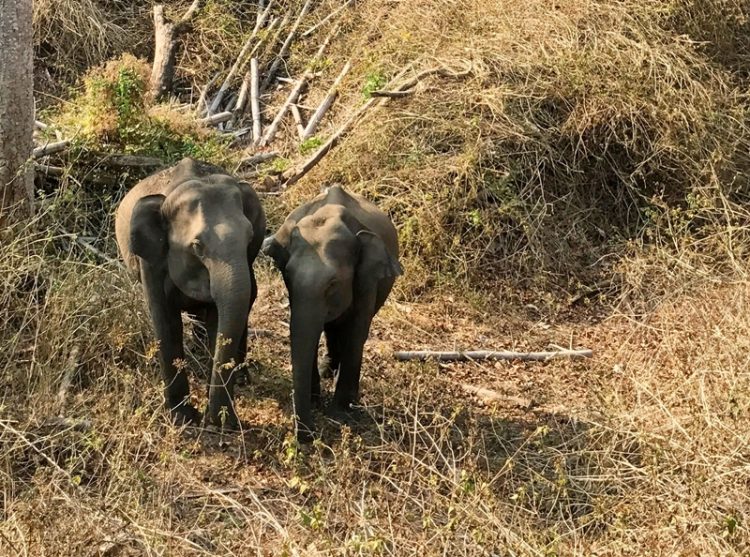 Elephants in Nagarhole National Park in India