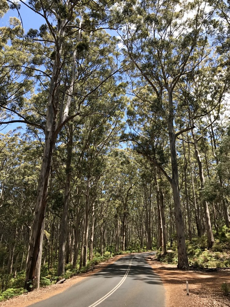 Boranup Karri Forest Western Australia