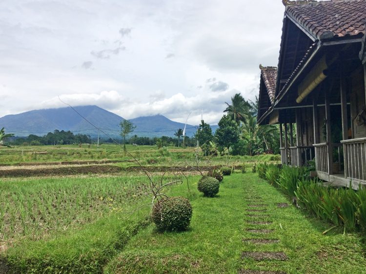 Bungalows and rice fields in Bali