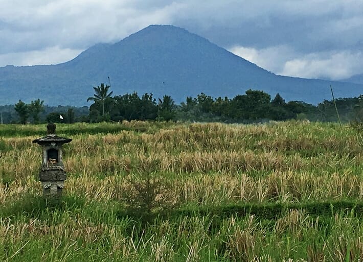 Rice paddy in Bali Indonesia