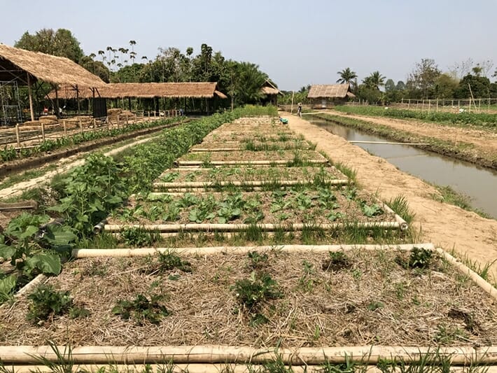 Chiang Mai Ginger Farm 2 Chiang Mai Ginger Farm 2