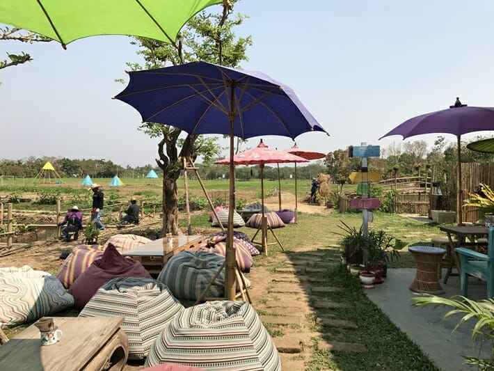 Chiang Mai Ginger Farm 3 Chiang Mai Ginger Farm 3