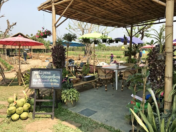 Ginger Farm in Chiang Mai Thailand