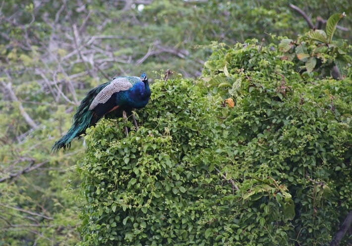 Sri Lanka Shangri La Hambantota river safari peacock Sri Lanka Shangri La Hambantota river safari peacock