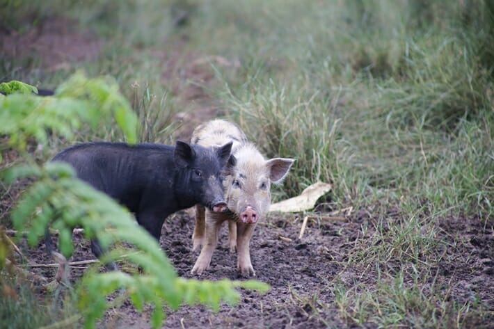 Sri Lanka Shangri La Hambantota river safari pigs Sri Lanka Shangri La Hambantota river safari pigs