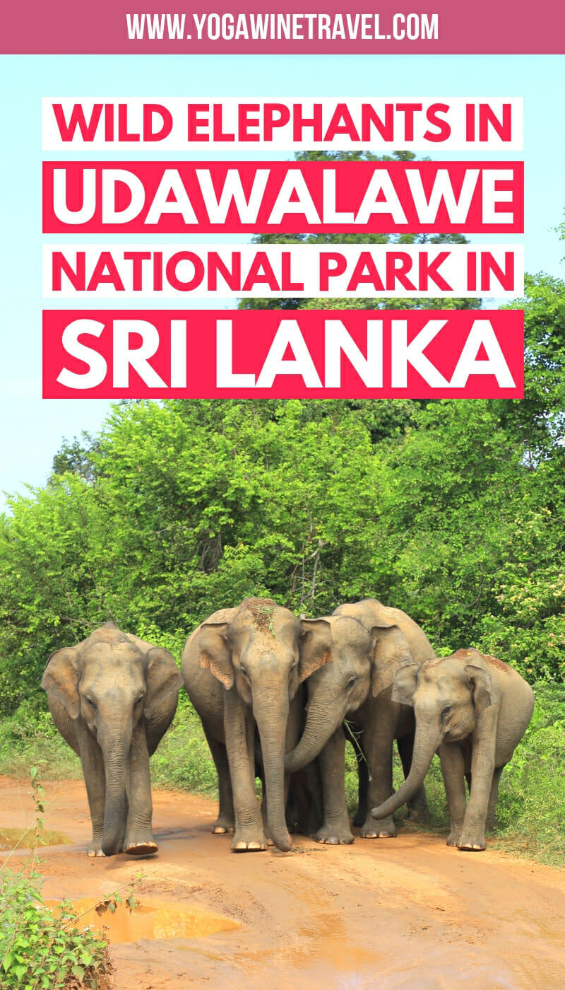 Herd of wild elephants in Udawalawe in Sri Lanka with text overlay