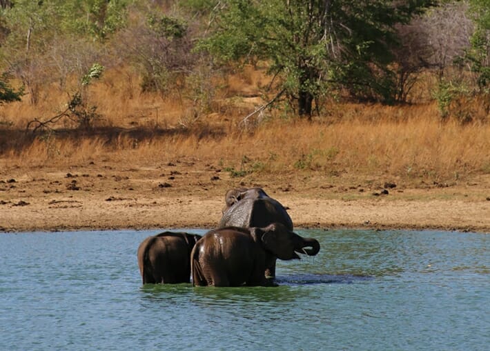 Elephants bathing during safari in Udawalawe National Park Sri Lanka