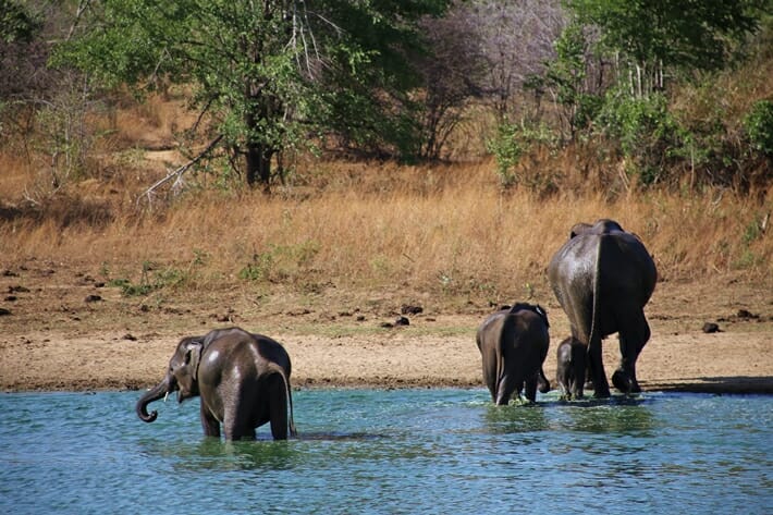 Elephants bathing in Udawalawe National Park in Sri Lanka